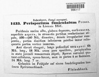Preussia funiculata image